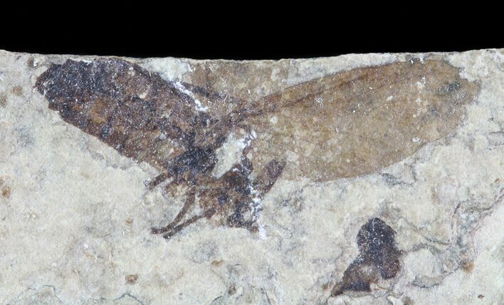 Fossil March Fly (Plecia) - Green River Formation #67641